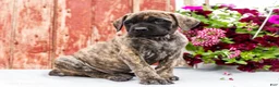 English Mastiff dogs for sale: Mackenzie - Ad 4