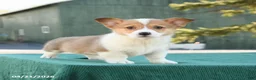 Welsh Corgi Pembroke dogs for sale: Scooter - Ad 3