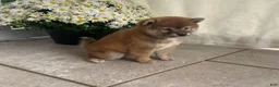 Shiba Inu dogs for sale: Callie - Ad 5