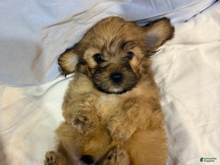 Mixed Breed dogs - Ad 12