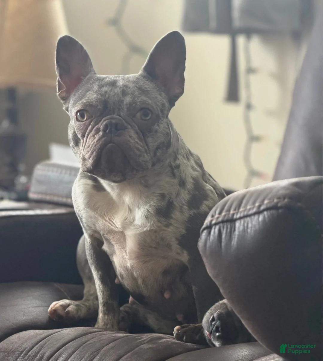 Frenchton dogs for sale: Rocco-DNA OFA  - Ad 11