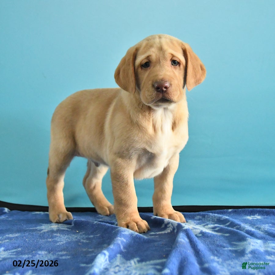 Labrador Retriever dogs Gunner - Ad 1