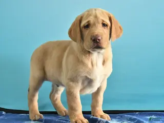 Labrador Retriever dogs for sale: Gunner - Ad 4