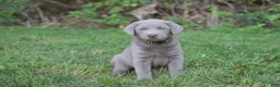 Labrador Retriever dogs for sale: Thunder - Ad 11