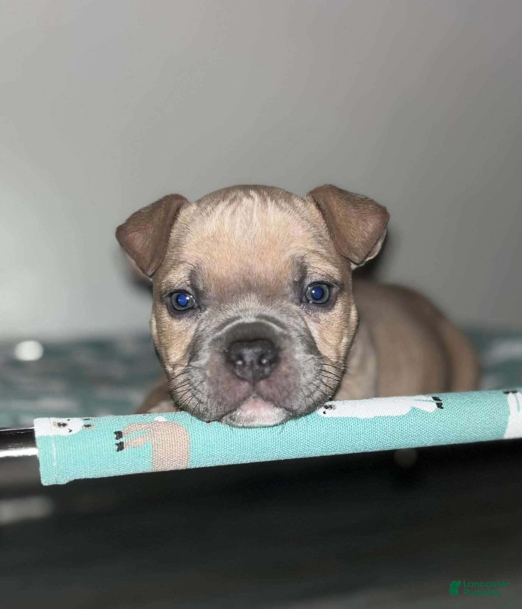 American Bully dogs Jinu - Ad 8