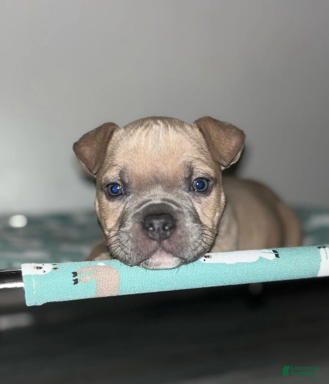 American Bully dogs for sale: Jinu - Ad 1