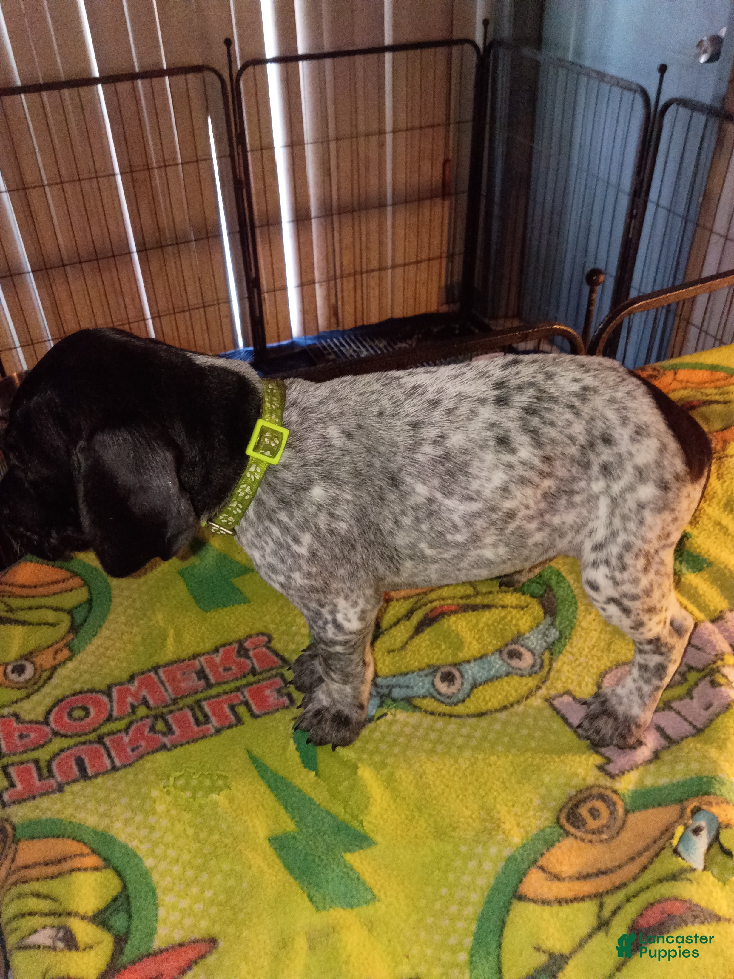 German Shorthaired Pointer dogs German Shorthaired Pointer 5 - Ad 11