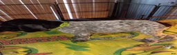 German Shorthaired Pointer dogs for sale: German Shorthaired Pointer 5 - Ad 1