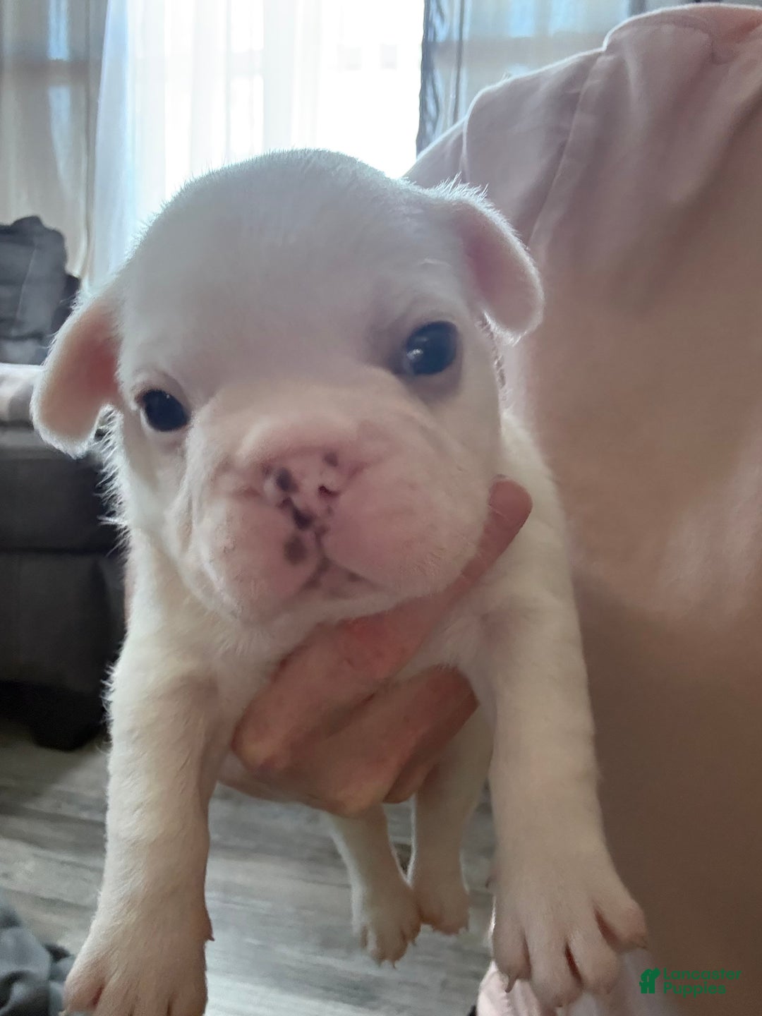 French Bulldog dogs for sale: French Bulldog Puppy 4 - Ad 2