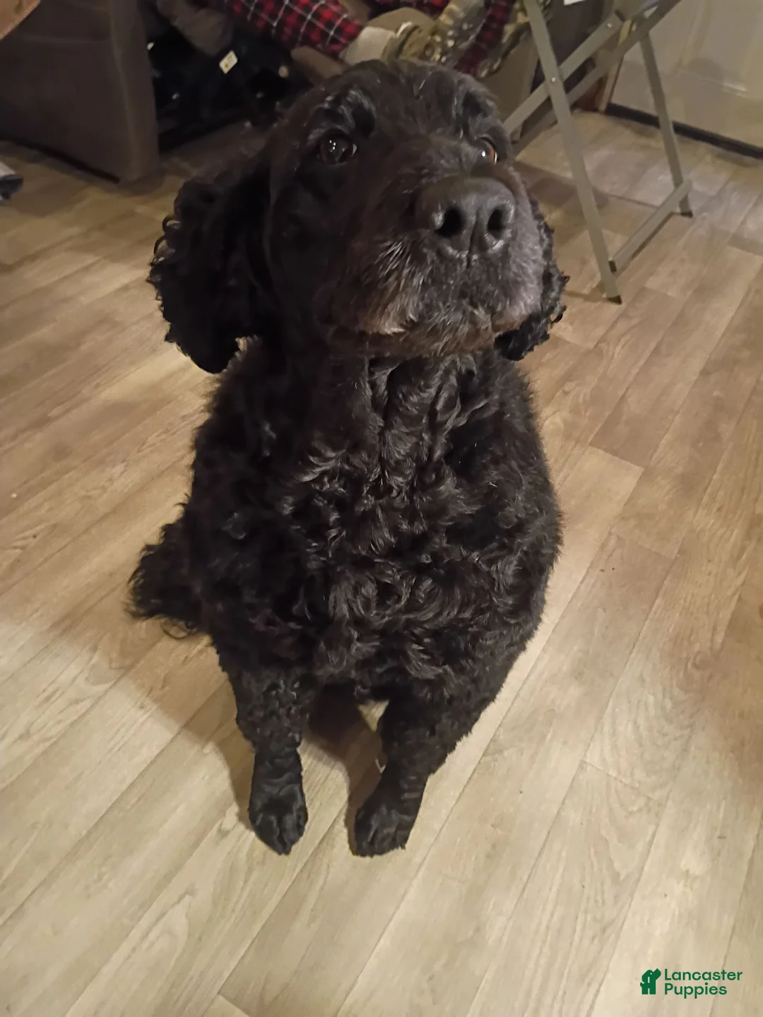 Labradoodle dogs for sale: Labradoodle 2 - Ad 2