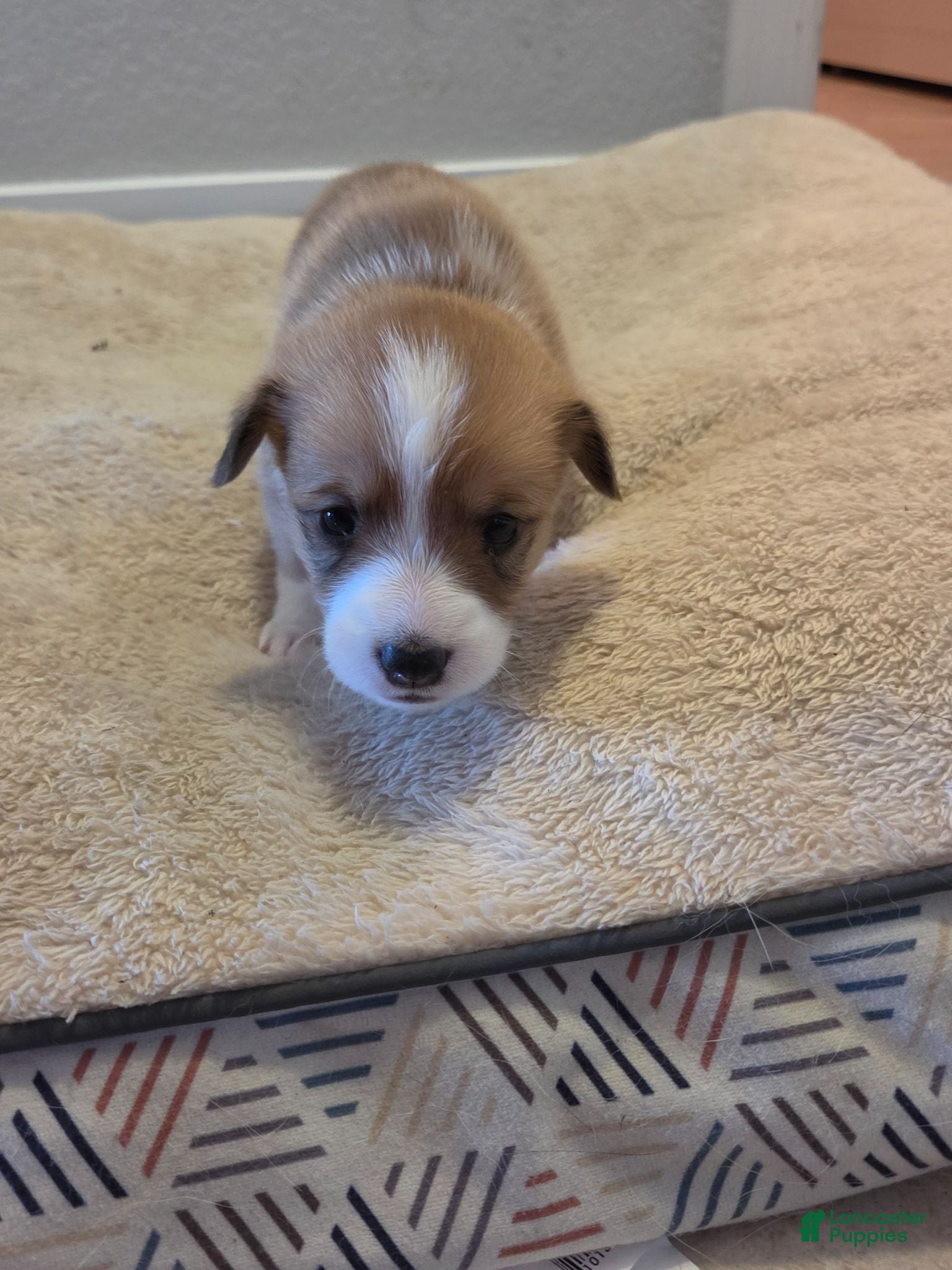 Mixed Breed dogs Black - Ad 30