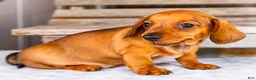 Miniature Dachshund dogs for sale: Claire - Ad 7
