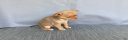 Chihuahua dogs for sale: Ruby - Ad 15