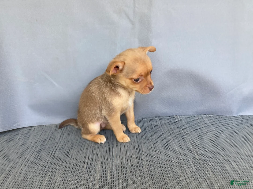 Chihuahua dogs for sale: Ruby - Ad 15