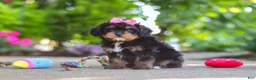 Cavapoo dogs for sale: Millie - Ad 10