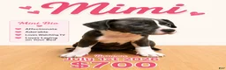 American Pit Bull Terrier dogs for sale: Mimi - Ad 1