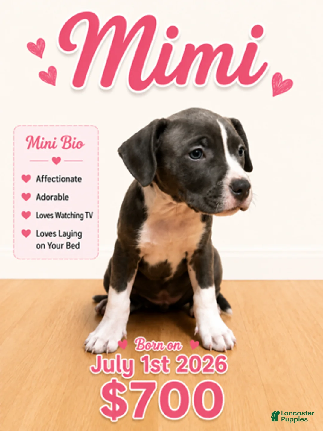 American Pit Bull Terrier dogs for sale: Mimi - Ad 1