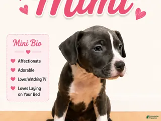 American Pit Bull Terrier dogs Mimi - Ad 13