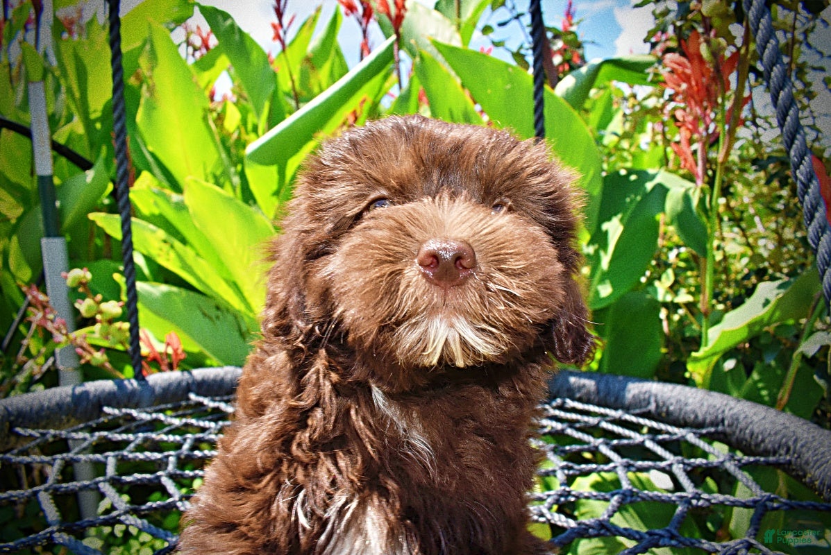 Havapoo dogs Ewok - Ad 2