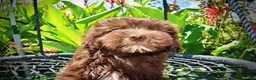 Havapoo dogs for sale: Ewok - Ad 2