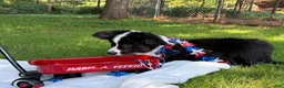 Welsh Corgi Cardigan dogs for sale: Ace FLUFFY - Ad 7