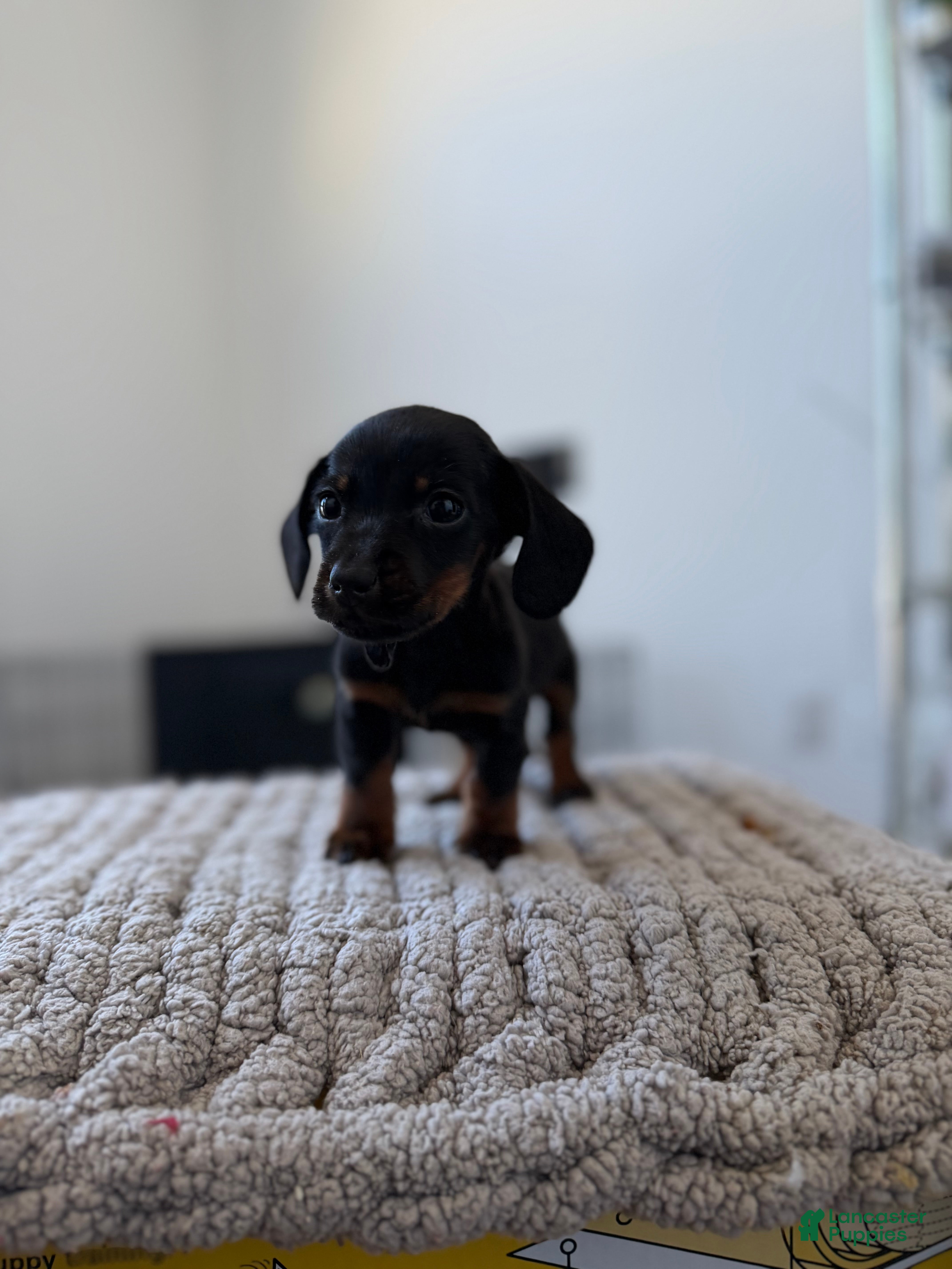 Miniature Dachshund dogs TeacupRiley - Ad 41