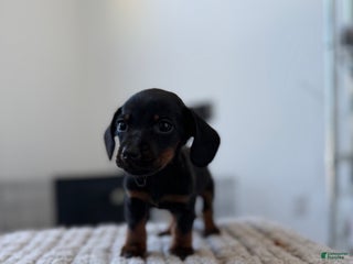 Miniature Dachshund dogs TeacupRiley - Ad 5