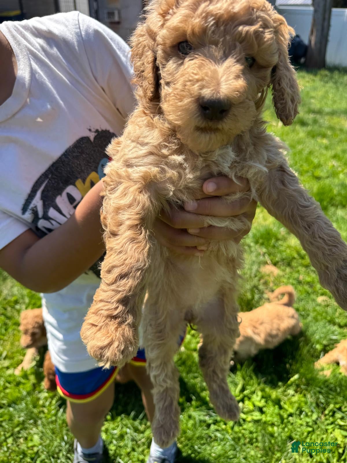 Standard Poodle dogs Standard Poodle Puppy 5 - Ad 2