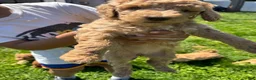 Standard Poodle dogs for sale: Standard Poodle Puppy 5 - Ad 2