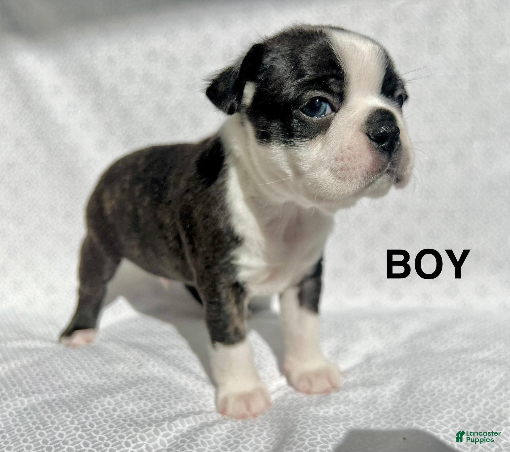 Boston Terrier dogs Boston Terrier Puppy 1 - Ad 2