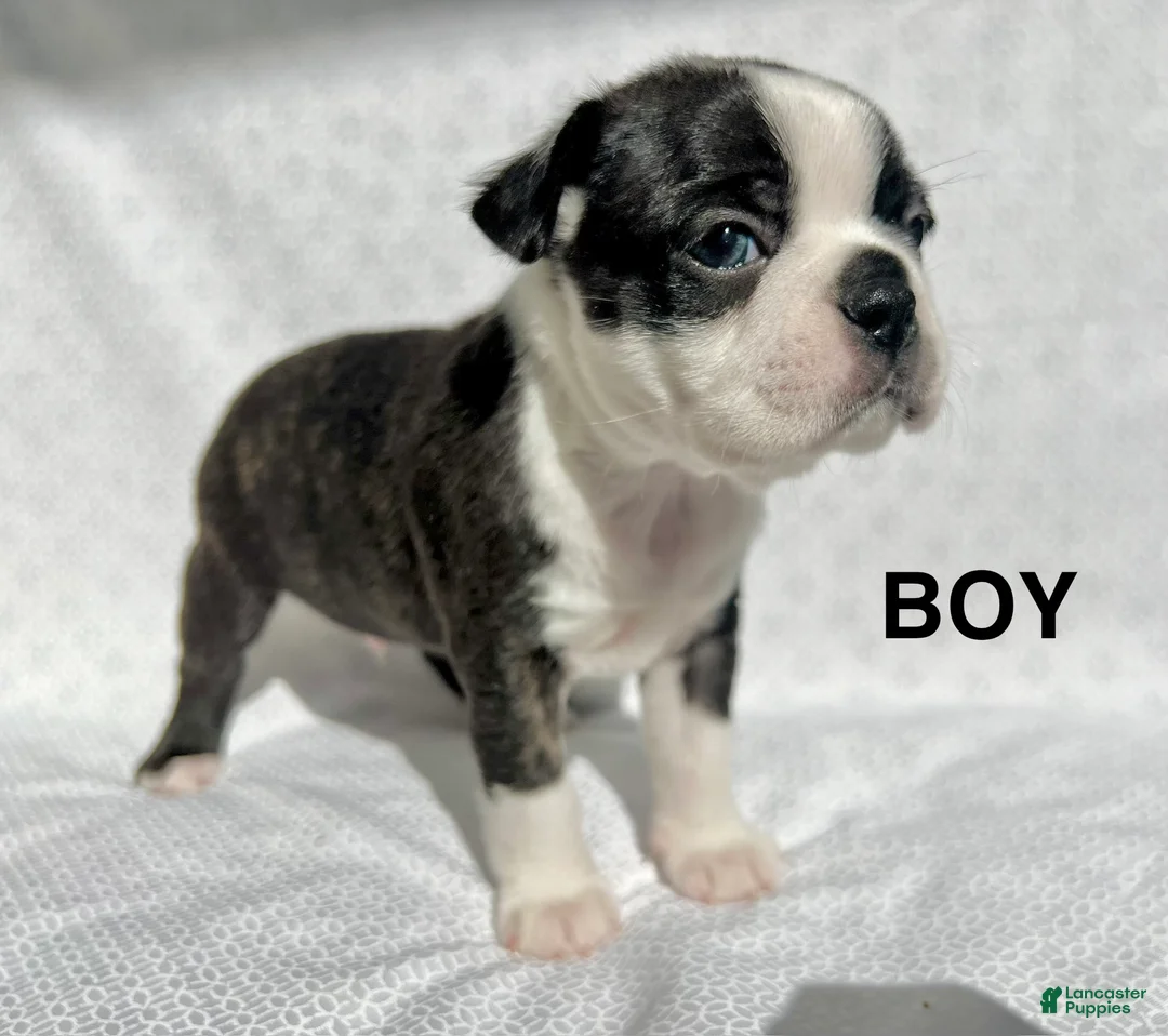 Boston Terrier dogs for sale: Boston Terrier Puppy 1 - Ad 2