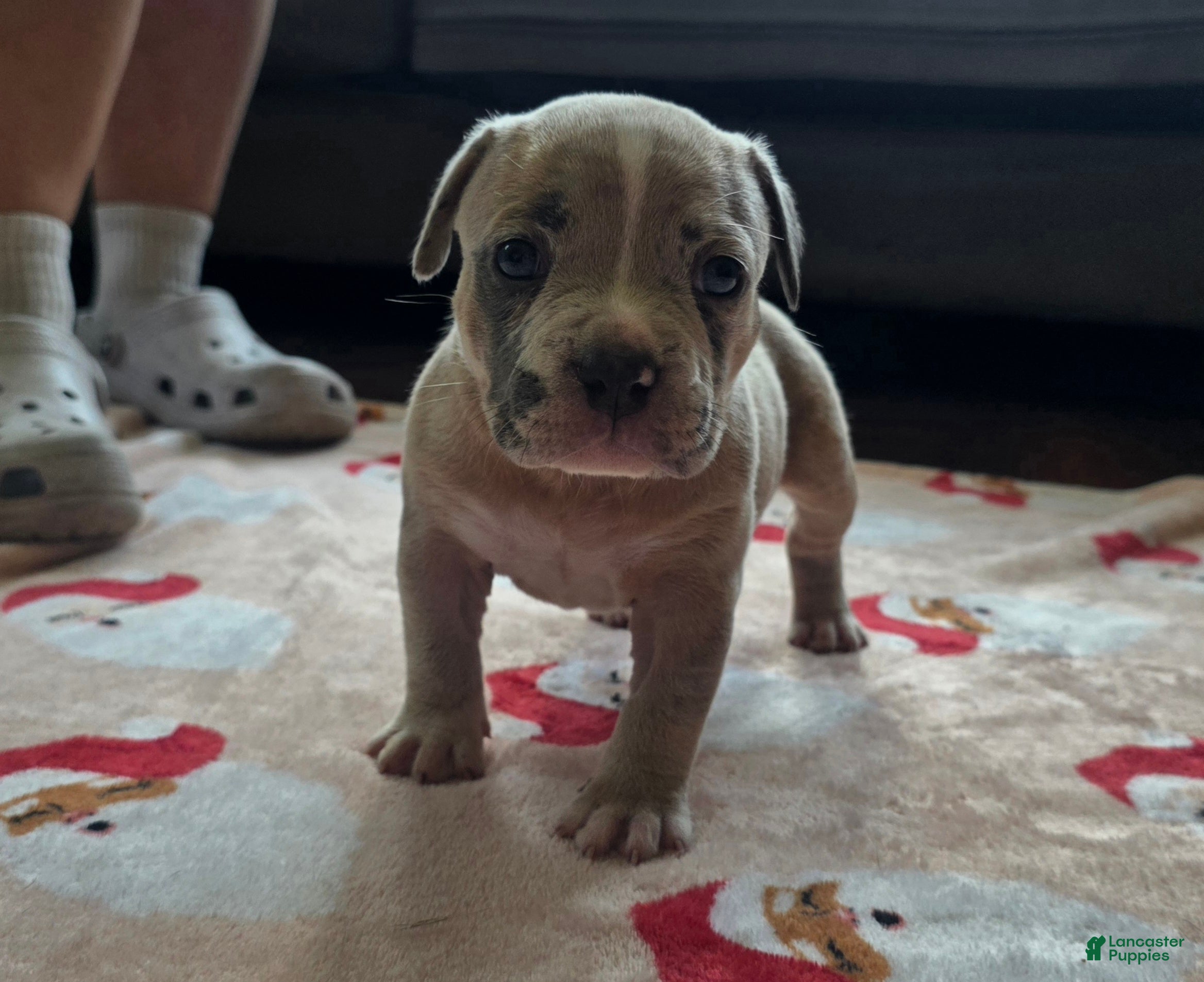 American Bully dogs Blue Fawn Merle Female - Ad 1