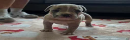 American Bully dogs for sale: Blue Fawn Merle Female - Ad 1