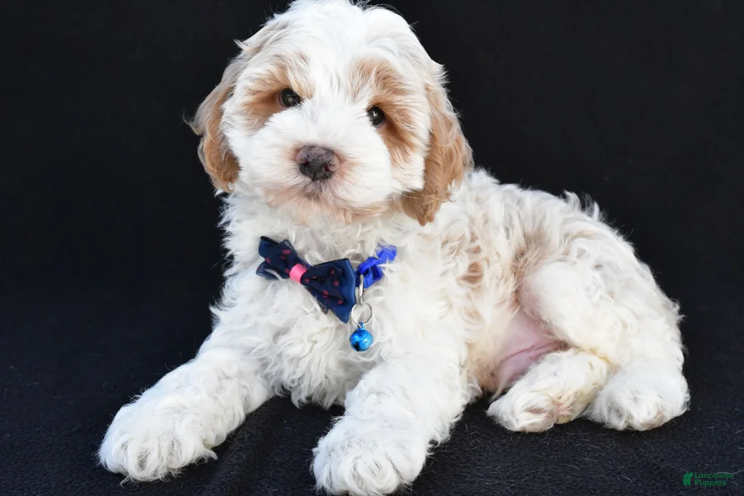 Cockapoo dogs for sale: Earl - Ad 1