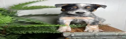 Australian Cattle Dog dogs for sale: Rogue - Ad 3