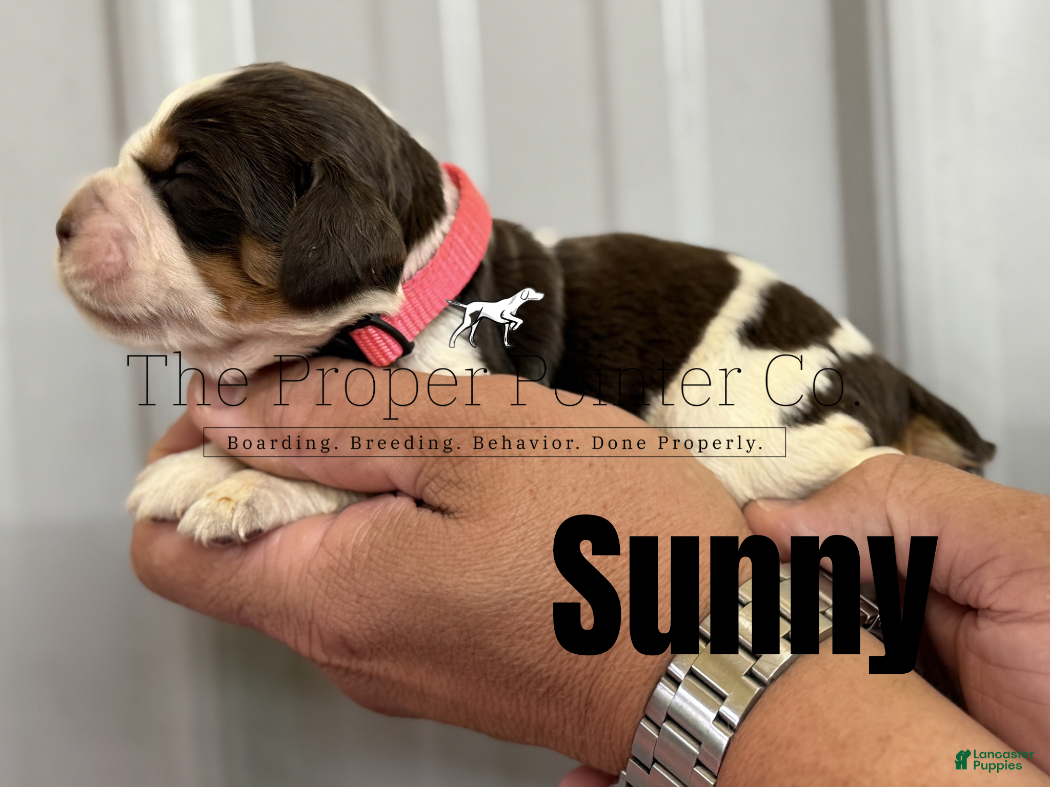 English Springer Spaniel dogs Sunny - Ad 1