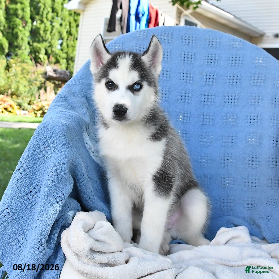 Siberian Husky dogs Norman - Ad 1