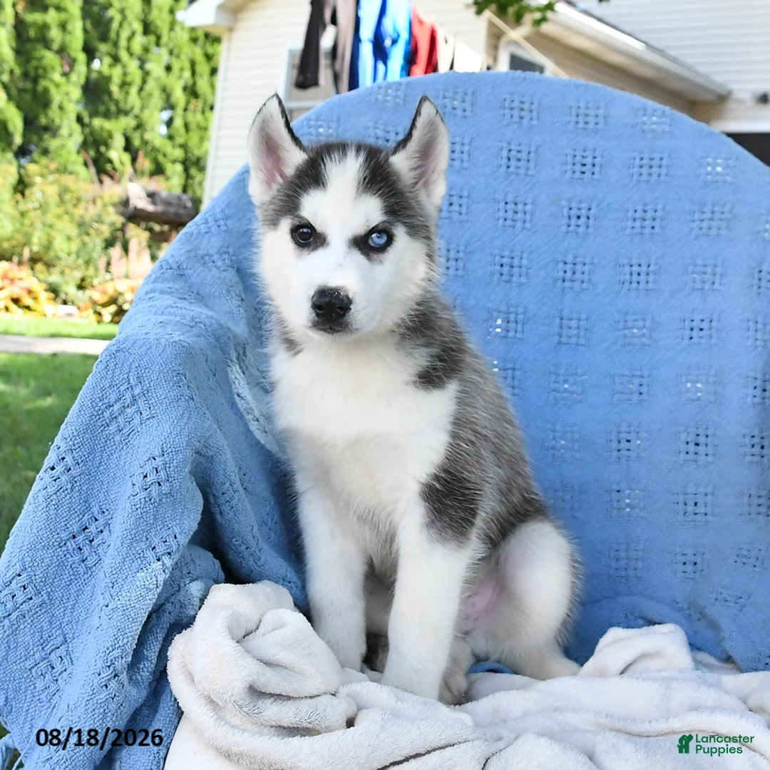 Siberian Husky dogs for sale: Norman - Ad 1