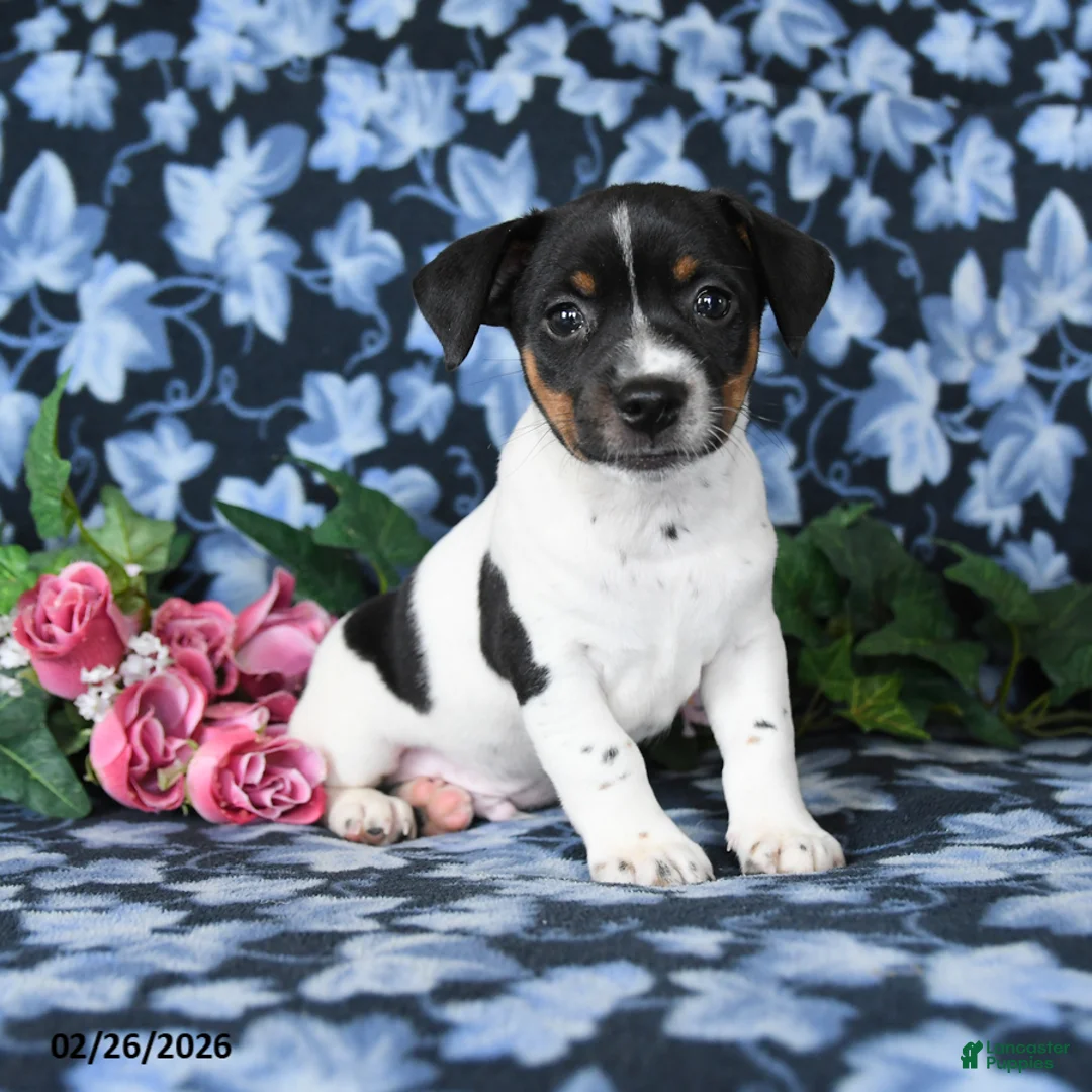 Jack Russell Terrier dogs for sale: Asher - Ad 1