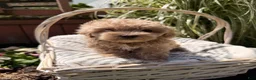 Maltipoo dogs for sale: Daphodile - Ad 4
