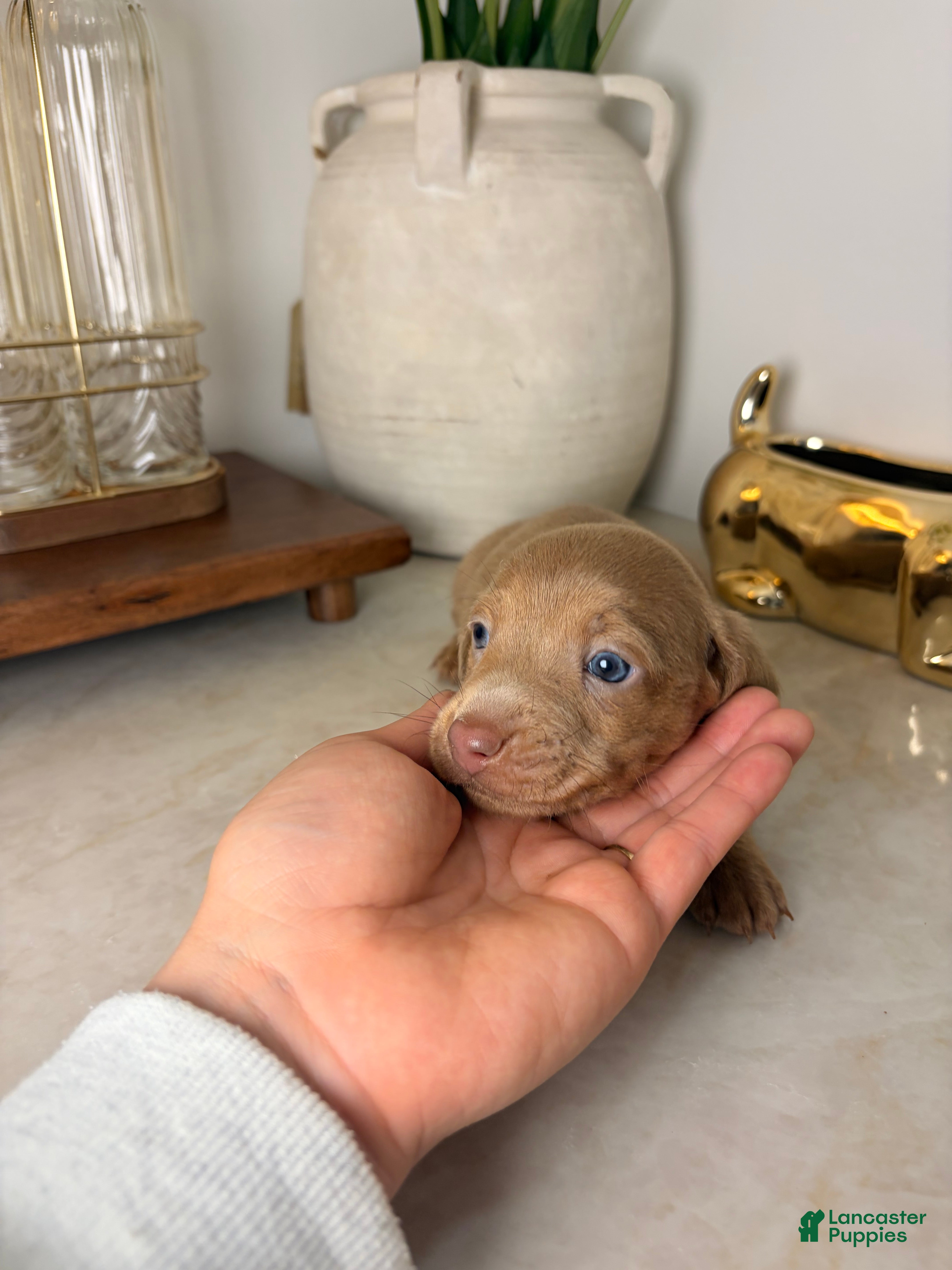 Miniature Dachshund dogs Mira  - Ad 3