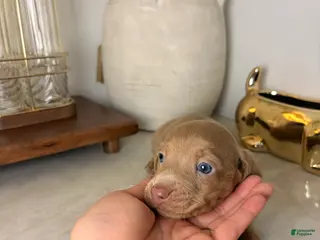 Miniature Dachshund dogs Mira - Ad 3