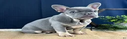 French Bulldog dogs for sale: Bud - Ad 5