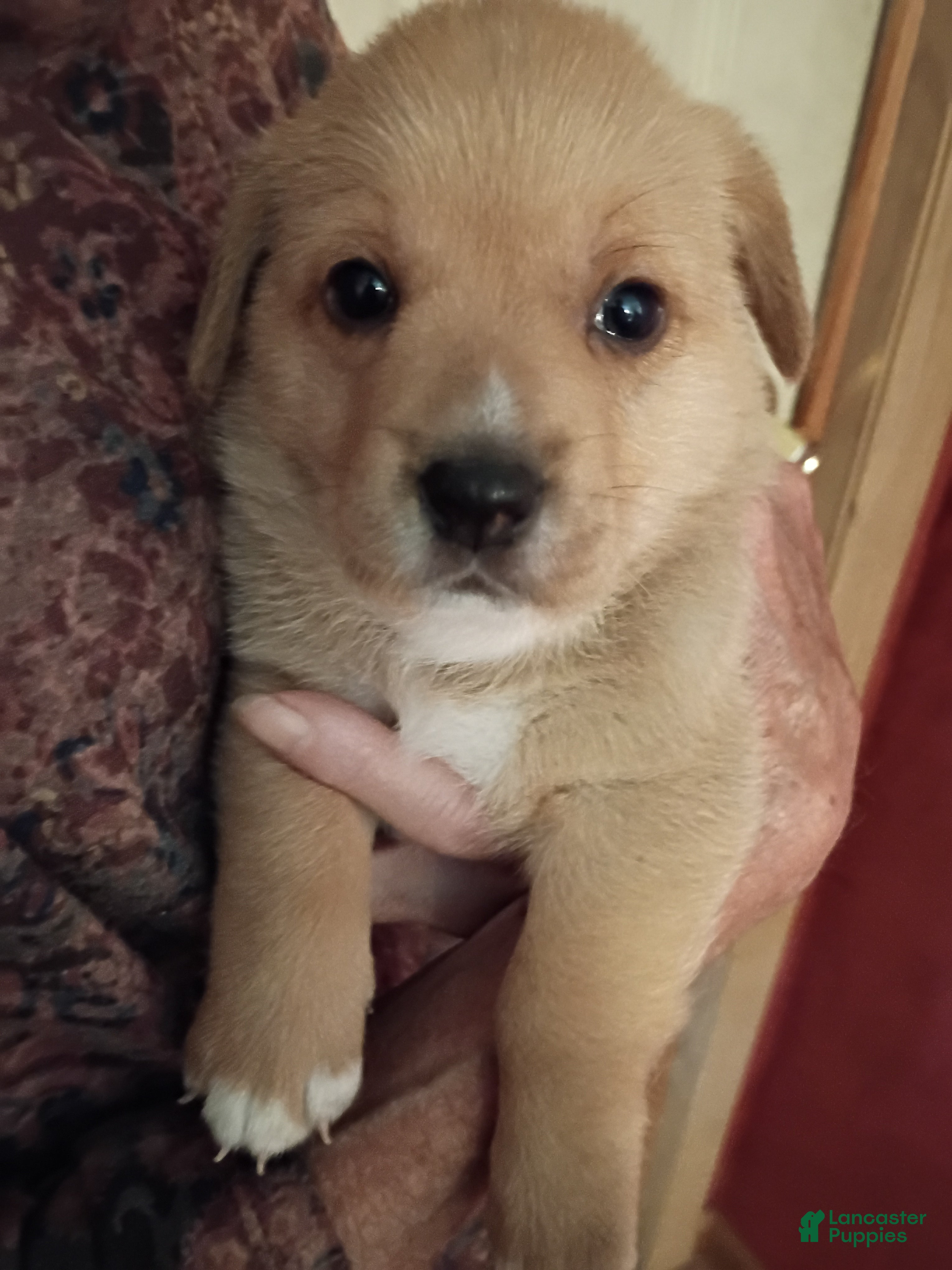 Mixed Breed dogs Mixed Breed 1 - Ad 41