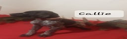 German Shorthaired Pointer dogs for sale: Callie  - Ad 1