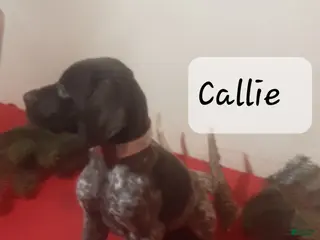 German Shorthaired Pointer dogs Callie - Ad 4