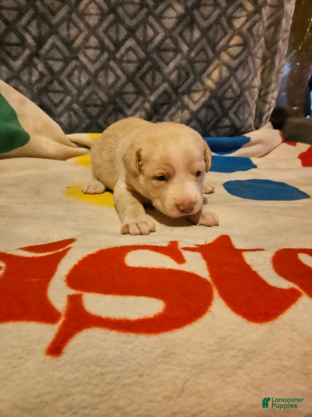 Border Collie dogs for sale: Emily "EE Red" - Ad 2