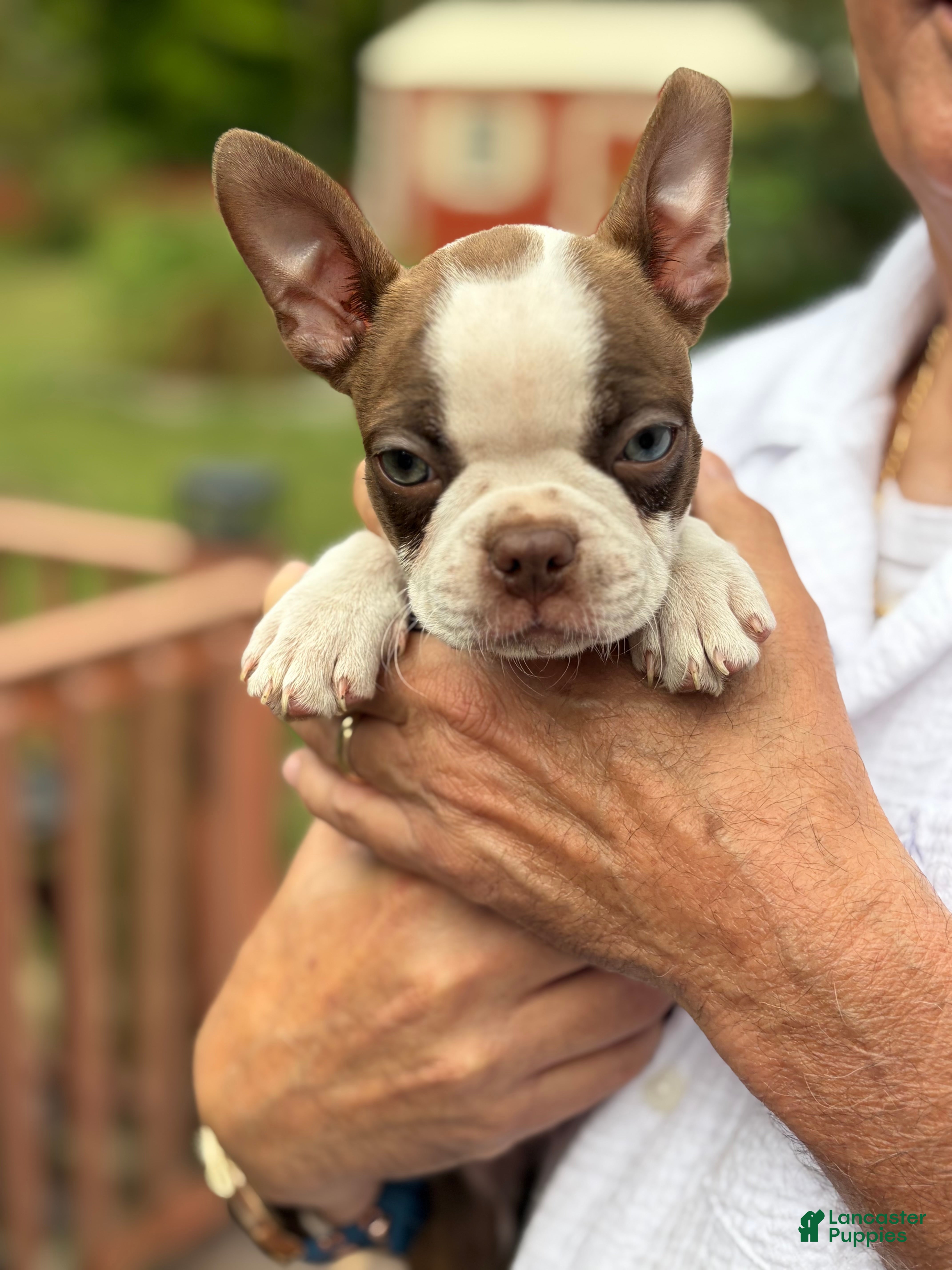 Boston Terrier dogs for sale: Jolene - Ad 2