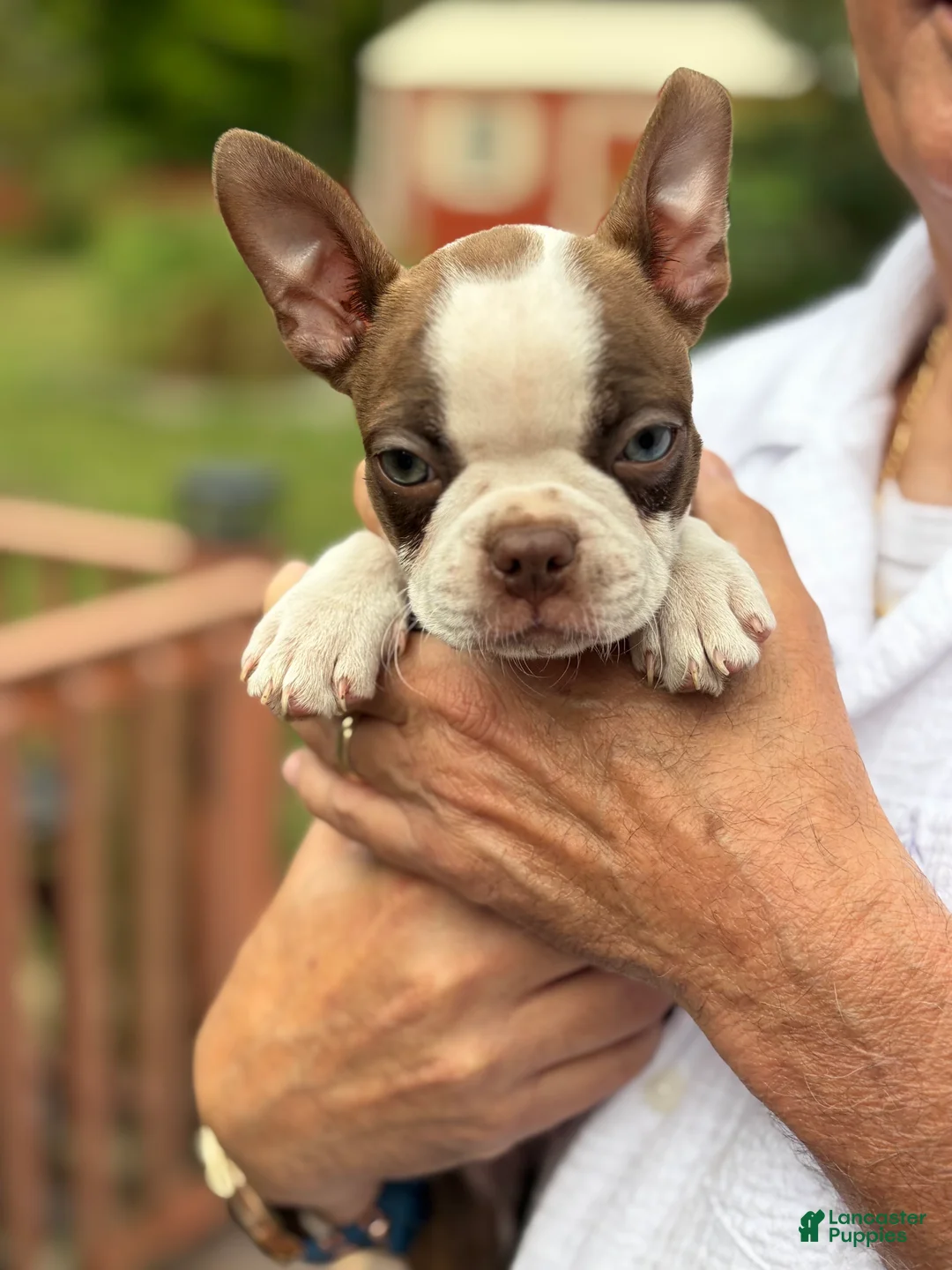 Boston Terrier dogs for sale: Jolene - Ad 1