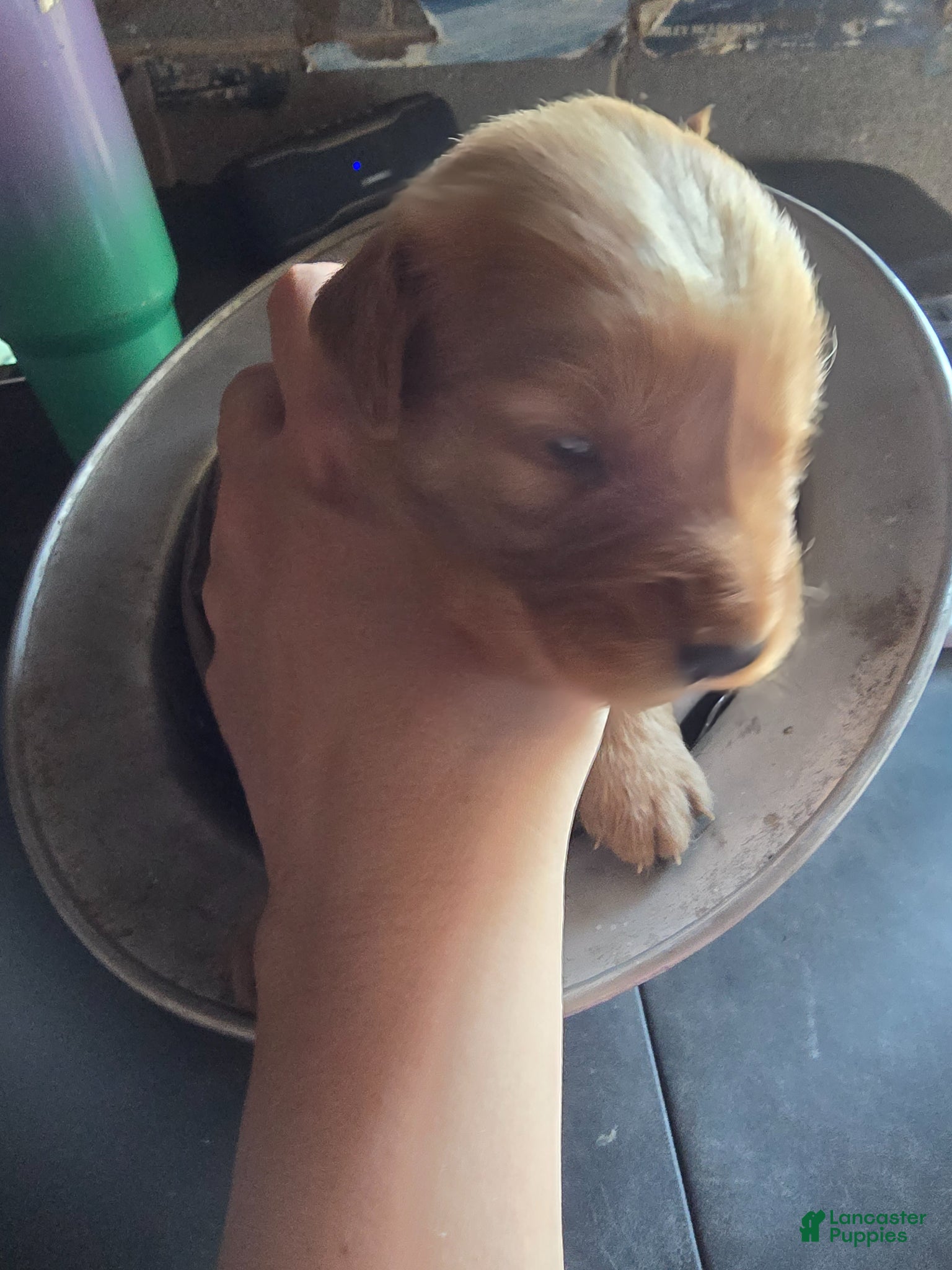 Golden Retriever dogs Golden Retriever Puppy 2 - Ad 6